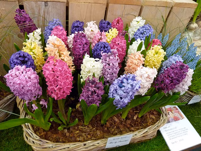 Bat mi cach trong hoa tien ong la mat don Tet