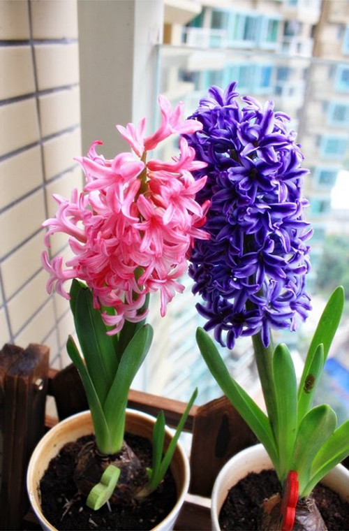 So với các loại cây cảnh nhập ngoại khác thì cây tiên ông không kém phần rực rỡ bởi vẻ đẹp kiêu kì và mùi thơm dễ chịu. Do đó, rất nhiều người tự tay trồng chậu hoa tiên ông chưng Tết với mong muốn đem lại may mắn cho gia đình trong năm mới.