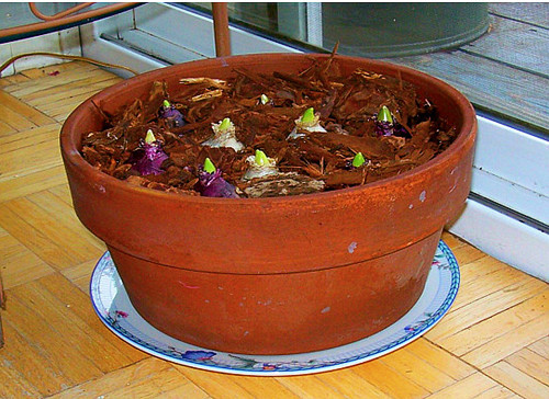 Khi chọn củ nên chọn những củ lành lặn, vỏ bóng màu sắc sáng và không có mùi hôi. Trước khi đem trồng trong chậu củ hoa tiên ông nên được làm lạnh từ trước trong tủ lạnh giúp cây bật chồi rồi sau đó đem trồng sẽ nhanh cho ra hoa hơn. Củ giống trước khi trồng cần được buộc kín bằng túi và cho vào tủ lạnh ở nhiệt độ từ 2 đến 8 độ C.