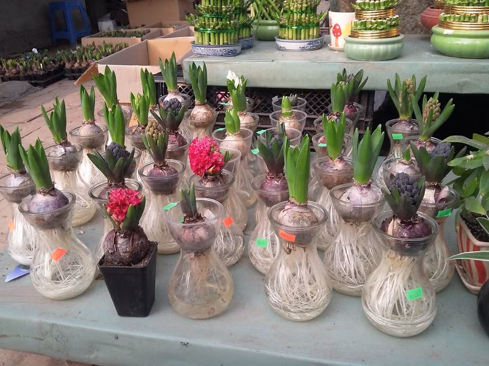 Muốn trồng hoa Tiên Ông trong nước bạn chọn loại lọ thủy tinh có phần cổ hẹp phía trên để đặt củ và phình ra phía dưới. Đổ nước đến phần cổ hẹp rồi đặt củ vào sao cho nước chỉ vừa chạm vào phần đáy củ là được. Tránh đổ đầy ngập củ sẽ khiến thối củ giống.