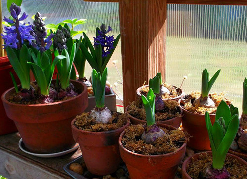 Sau khi trồng khoảng 3-4 tuần thì mầm hoa bắt đầu nhú mạnh. Tiên ông là loại cây ưa đất thoát nước tốt do đó bạn nên chú ý để tránh cây bị úng ngập khiến phần củ và rễ cây bị thối. Vì là cây xứ lạnh nên khi củ đâm chồi ra hoa nên để trong phòng lạnh để hoa được đẹp và lâu nhất.