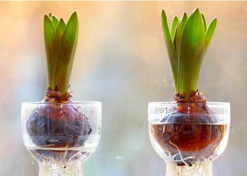 Hàng ngày bạn cần thay nước 1 lần cho đến khi cây ra hoa để nước luôn sạch và không có cặn đục. Khi bộ rễ đã ra nhiều cứng cáp hơn trước thì ta đưa cây đến nơi sáng và thoáng mát. Từ đó cho đến lúc ra hoa, cây tiên ông không cần chăm sóc nhiều.