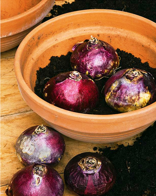  Hoa tiên ông có hai loại là tiên ông trồng trong đất và tiên ông trồng trong nước hay còn gọi là thủy canh. Để trồng được loại cây nở hoa theo ý muốn của bạn đầu tiên ta phải xử lý phần củ trước. Củ của hoa tiên ông khá giống với củ hoa tulip nhưng vỏ có màu hơi tím.