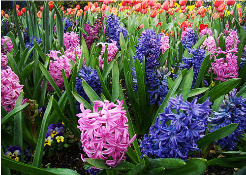 Hoa tiên ông có nhiều màu sắc để cho người tiêu dùng lựa chọn như hồng, xanh, đỏ, tím... Là loại cây sống ở vùng ôn đới nên cây ưa nhiệt độ mát mẻ và không thích nhiệt độ cao. Loại cây này cần trồng từ 10 đến 13 tuần để có được những chậu hoa tiên ông xinh xắn.