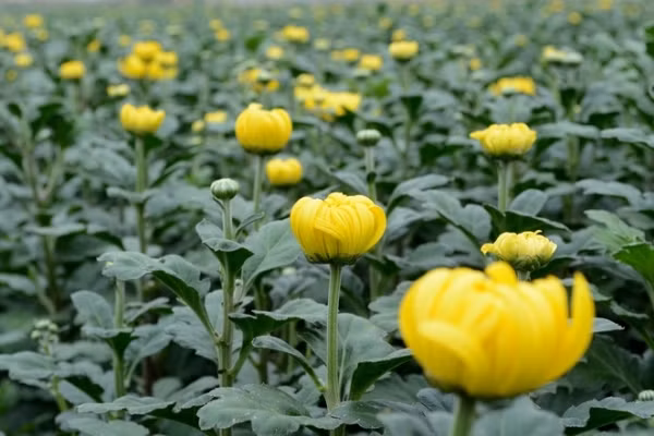 Trong trường hợp trồng cúc vào chậu thì tùy thuộc vào kích thước, kiểu dáng khác nhau mà lựa chọn số cây để trồng trong chậu cho phù hợp.