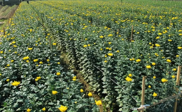 Kỹ thuật trồng hoa cúc trong chậu có nhiều điểm khác so với cách trồng ngoài vườn.