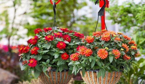 Người trồng hoa phải thường xuyên bấm, tỉa cành và các nhánh không cần thiết. Đến thời kỳ ra hoa cần bấm những nụ phụ, chỉ để lại nụ chính để tập trung dinh dưỡng nuôi hoa.