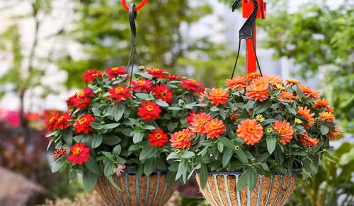 Người trồng hoa phải thường xuyên bấm, tỉa cành và các nhánh không cần thiết. Đến thời kỳ ra hoa cần bấm những nụ phụ, chỉ để lại nụ chính để tập trung dinh dưỡng nuôi hoa.