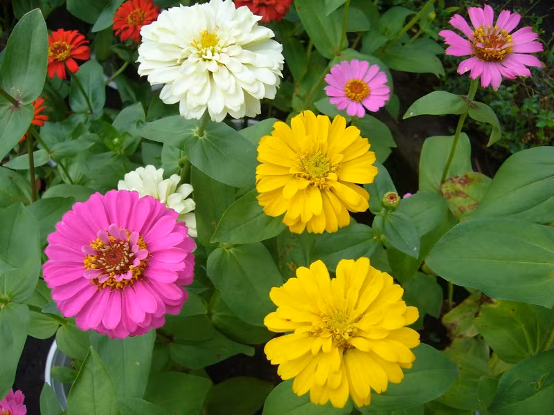 Cây cúc có bộ rễ chùm ăn ngang, chủ yếu tầng đất nông, từ 5-20cm, có rất nhiều rễ phụ, thêm vào đó bộ rễ phát triển mạnh. Do đó, đất thích hợp cho cúc là đất thịt nhẹ, tơi xốp, đặc biệt là đất phù sa mới, bề mặt bằng phẳng, thoát nước tốt, có nguồn nước tưới không bị ô nhiễm.