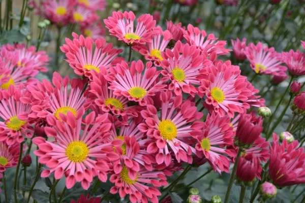 Ở Việt Nam có khoảng trên 50 giống hoa cúc nhưng được trồng phổ biến nhất vẫn là các giống cúc đại đoá vàng, cúc vàng Đà Lạt, cúc Chi Đà Lạt... Do đó, người trồng hoa có thể chọn giống cúc tùy theo sở thích hoặc mục đích trồng.