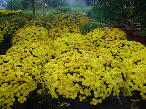 Cúc là cây trồng cạn, không chịu được úng. Độ ẩm đất từ 60-70%, độ ẩm không khí 55-65% là thích hợp cho hoa cúc. Thời kỳ thu hoạch cần độ ẩm vừa phải để tránh nước đọng, gây thối hoa.