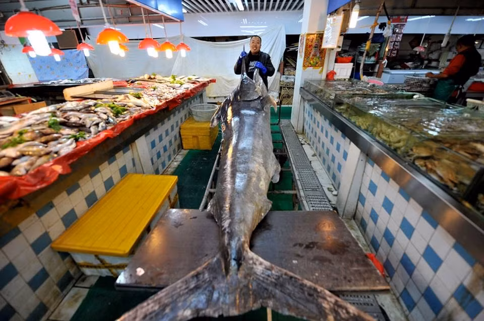 Phải 4 người đàn ông lực lưỡng mới có thể chuyển con cá khổng lồ này lên xe để chở về đất liền. Nó trở thành tâm điểm chú ý khi được bày bán tại một khu chợ ở Thanh Đảo.