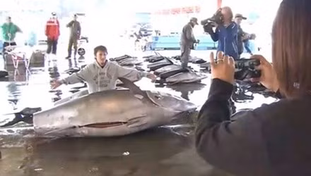 Hồi tháng 3/2015, ngư dân tại Katsuura ở phía tây Nhật Bản đã đánh bắt được một con cá ngừ vây xanh nặng 386kg và dài 2,6m. Con cá ngừ khổng lồ này được bán với giá 314.000 USD (trên 6,9 tỷ đồng).