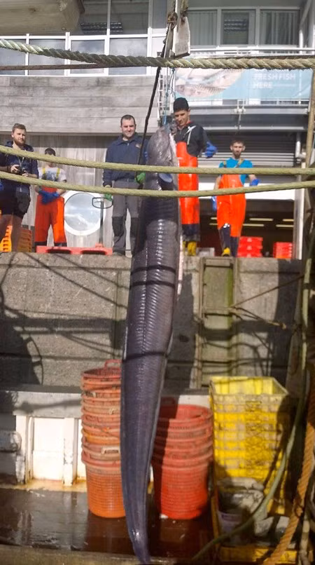 Ngày 14/5, ngư dân Anh trên tàu đánh cá mang tên Hope đã bắt được một con cá chình dài hơn 6m, nặng 59,5kg ở vùng biển ngoài khơi Plymouth.