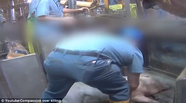 Ông Jansen, Phó chủ tịch Cơ quan kiểm định chất lượng thịt lợn Mỹ (QPP) cho biết: “Họ đã tiến hành kỷ luật thích đáng đối với công nhân trong lò giết mổ này”.