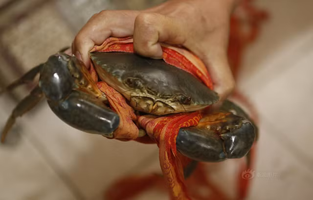 Chiêu trò gian lận làm tăng trọng lượng cua như trên vừa được phát hiện tại Ninh Ba (Chiết Giang, Trung Quốc), sau khi nhiều khách hàng phàn nàn về chuyện trọng lượng cua bị đội lên đáng kể, do chúng được tiểu thương Trung Quốc buộc chặt bằng những sợi dây dài.