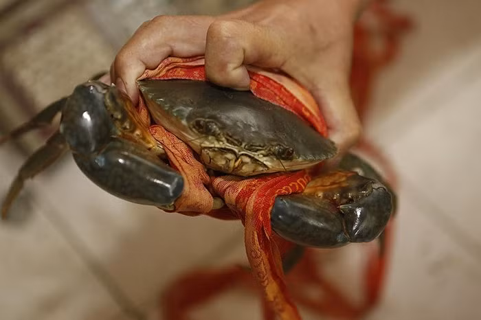 Hiện tượng gian lận này cũng thường xuyên xảy ra vào mùa cua chính vụ ở Thượng Hải.