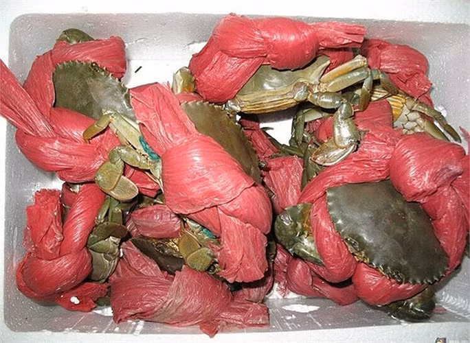 Không chỉ có kiểu dây vải như trên, hiện nhiều con cua vẫn được buộc vào kiểu dây nilon khá chắc chắn và sợi dây cũng làm tăng trọng lượng cả con cua lên nhiều.