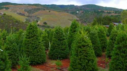 Bắc Carolina có 1.500 người làm nghề trồng thông Noel, là nơi cung cấp mặt hàng này lớn thứ hai ở Mỹ.