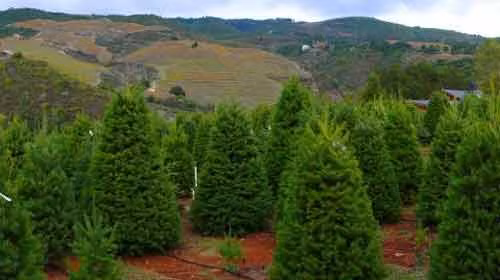 Bắc Carolina có 1.500 người làm nghề trồng thông Noel, là nơi cung cấp mặt hàng này lớn thứ hai ở Mỹ.