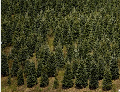  Cây thông Noel được xem là một đồ trang trí không thể thiếu trong dịp Giáng sinh. Cũng nhờ vậy, việc trồng thông mang lại lợi ích kinh tế rất lớn cho các nhà vườn.