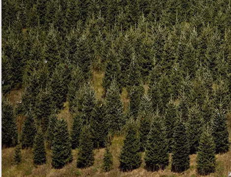  Cây thông Noel được xem là một đồ trang trí không thể thiếu trong dịp Giáng sinh. Cũng nhờ vậy, việc trồng thông mang lại lợi ích kinh tế rất lớn cho các nhà vườn.