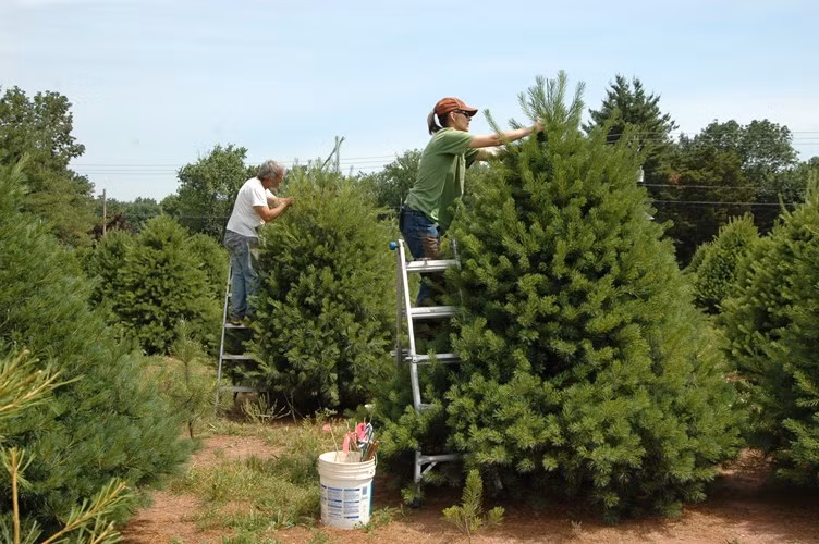 Để cây thông có hình dáng đẹp chuẩn, người trồng thường xuyên phải cắt tỉa từ khi còn nhỏ. Khi cây thông đã đủ tiêu chuẩn về chiều cao, hình dáng đẹp, người ta bắt đầu thu hoạch.