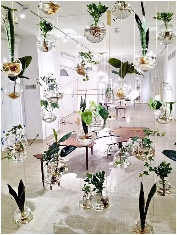 Vườn hoa thủy sinh độc đáo.