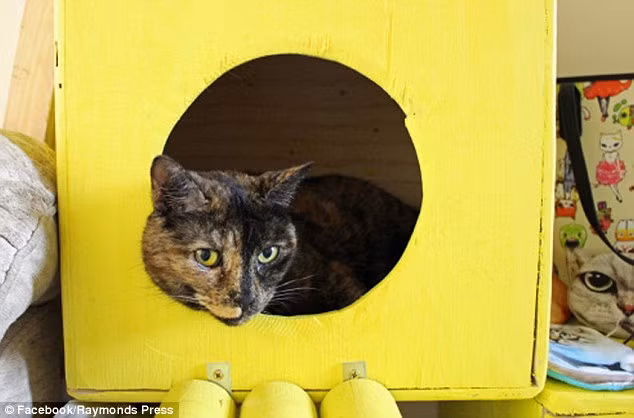 Dần dần, cà phê mèo lan rộng sang các nước châu Âu như Anh.