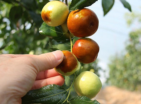 Khi quả chín, táo Daechu có màu đỏ thâm và thường được sấy khô để làm thành trà.