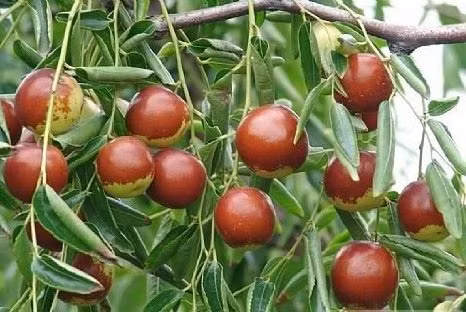 Trà táo Daechu được biết đến như một bài thuốc hiệu quả trong việc chống cảm lạnh, giảm sốt, làm dịu thần kinh, làm ấm cơ thể và giúp tiêu hóa tốt.