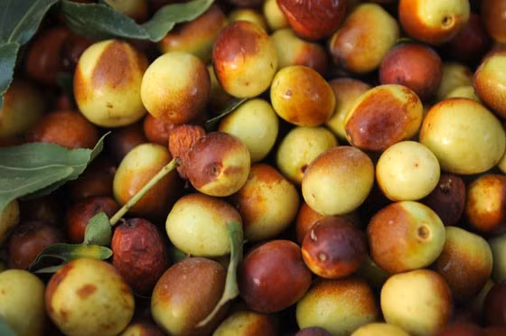 Loại táo tàu lạ này từ lâu đã được sử dụng như một loại thuốc và là thành phần trong một số món ăn Hàn Quốc.