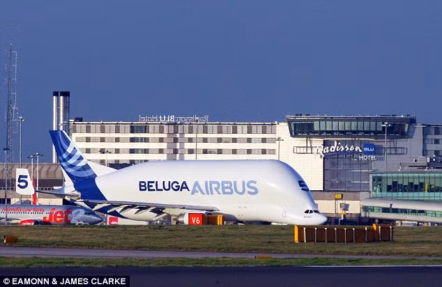 Tan muc may bay hinh ca heo dau gu cuc doc di