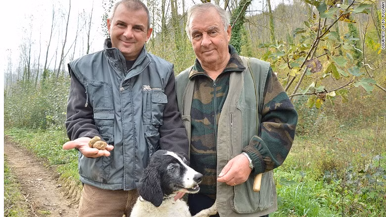 Việc thu hái nấm cục trắng yêu cầu rất nhiều kỹ năng và kiến thức được lưu truyền từ thế hệ này sang thế hệ khác. Những người đi tìm kiếm nấm cục trắng thường sử dụng sự hỗ trợ của những chú chó.