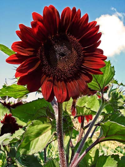 Hướng dương đỏ được nhiều cửa hàng hạt giống trong nước rao bán với giá dao động từ 30.000-50.000 đồng/túi hạt giống 0,5 gram.