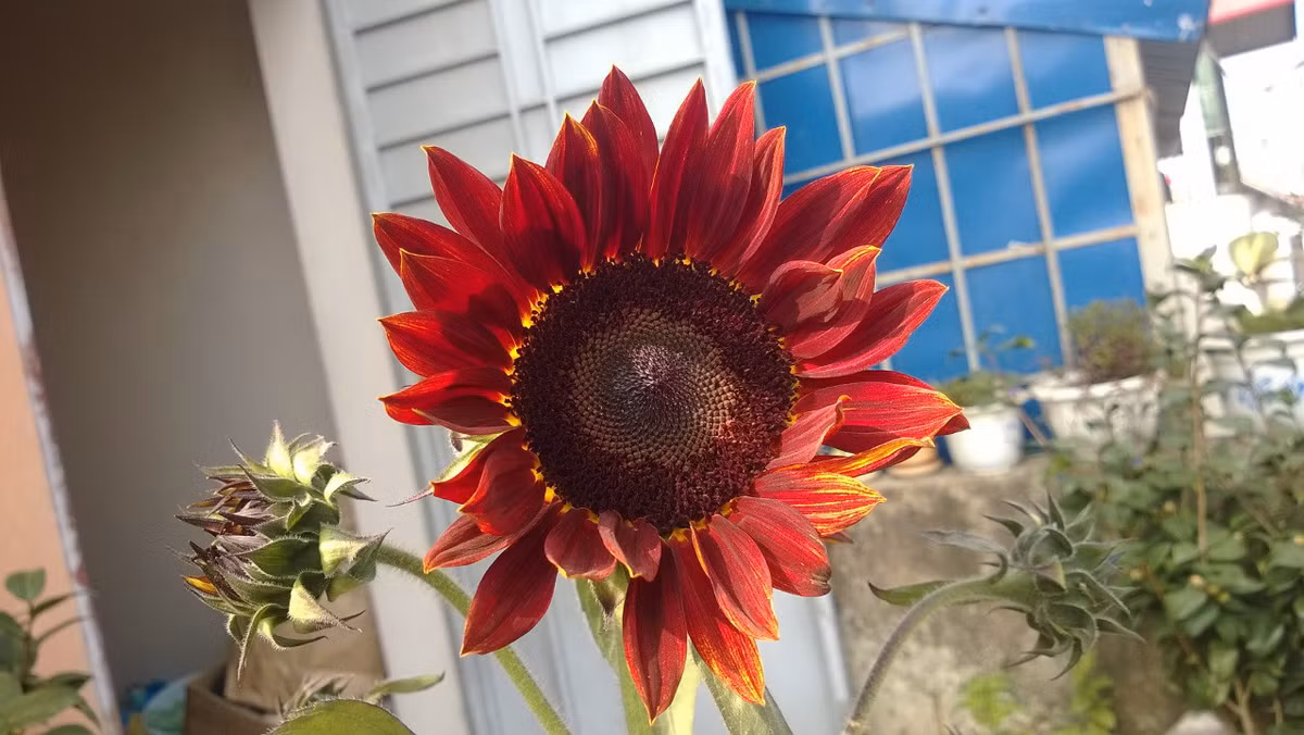 Hoa sẽ hướng về phía mặt trời, kích cỡ hoa lớn (đường kính 12cm).