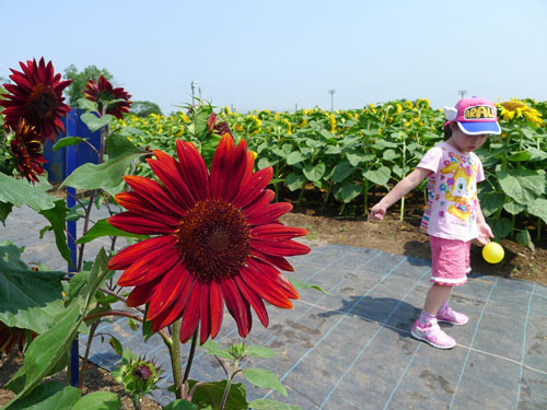 Để chuẩn bị một chậu hoa hướng dương đỏ chưng Tết, nhiều bà nội trợ đã bắt đầu lùng mua hạt giống về trồng từ bây giờ.