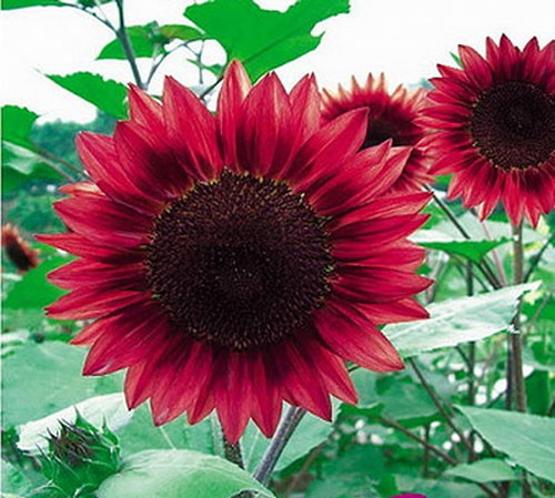 Đặc biệt, những người yêu chuộng cây thì không phải lo lắng nhiều vì kỹ thuật trồng cây hoa này rất đơn giản.