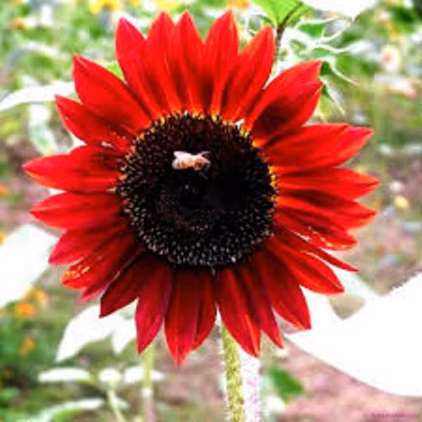 Màu sắc hướng dương đỏ đẹp mắt và hương thơm thu hút các loài ong bướm.