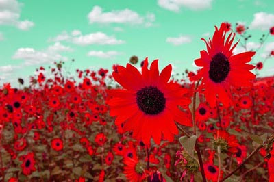 Sau khoảng 2,5-3 tháng, cây hướng sẽ đạt chiều cao 1,5m và cho ra những bông hoa màu đỏ đậm rất đẹp.