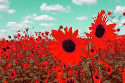 Sau khoảng 2,5-3 tháng, cây hướng sẽ đạt chiều cao 1,5m và cho ra những bông hoa màu đỏ đậm rất đẹp.