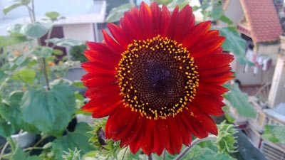 Cây hướng dương đỏ sinh trưởng mạnh, dễ sống, dễ trồng, nhanh cho hoa.