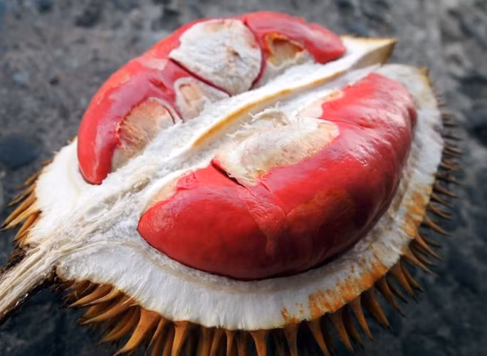 Loại sầu riêng ruột đỏ đặc biệt giá khoảng 130.000 đồng/kg được phát hiện ở bang Sabah, Malaysia, khá được ưa chuộng trên thị trường.