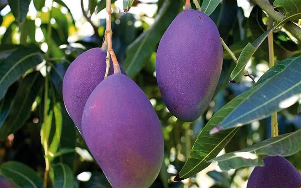 Đây là giống xoài lai, trong đó có một giống xoài vỏ hồng Hong Ju của Đài Loan. Khi phát triển đầy đủ, trọng lượng trung bình của xoài từ 0,8-1,2 kg quả.