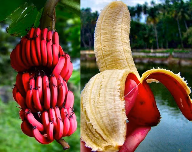 Chuối đỏ còn được gọi là chuối Dacca, loại trái cây "đẻ" ra tiền được trồng nhiều ở Úc và rất hút khách.