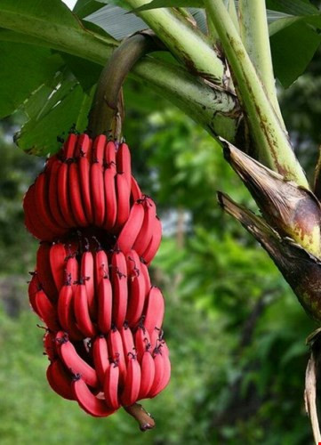 Loại chuối đỏ độc đáo là trái cây yêu thích ở Trung Mỹ, được xuất khẩu và bán trên khắp thế giới.