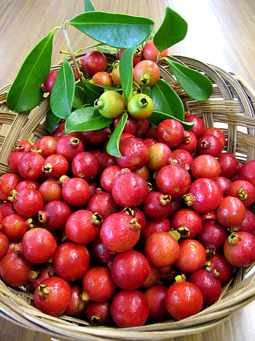 Với vẻ bề ngoài bắt mắt và hương vị thơm ngọt, ổi sim mang đến giá trị kinh tế cao bởi rất được ưa chuộng trên thị trường.