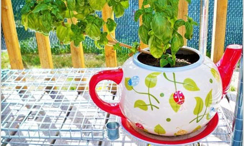 Chậu hoa xinh xắn từ chiếc ấm cũ.