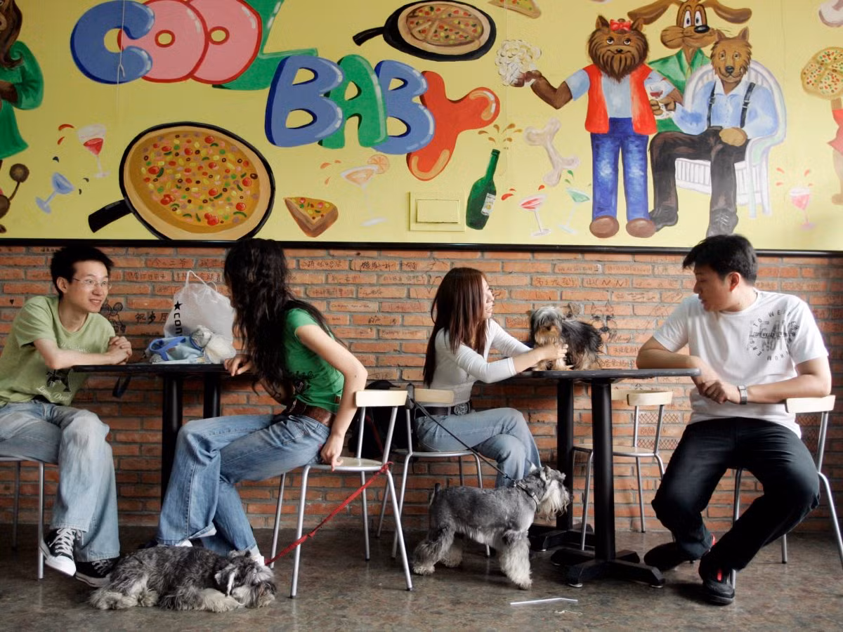 Chủ nhân của những chú chó cưng đang chờ gọi món tại nhà hàng chó Coolbaby ở Bắc Kinh (Trung Quốc). Các món ăn được cung cấp được dựa trên khoa học dinh dưỡng và thích hợp cho các giống chó khác nhau, lứa tuổi và kích cỡ.