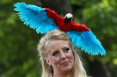 Mũ hình con vẹt sặc sỡ.